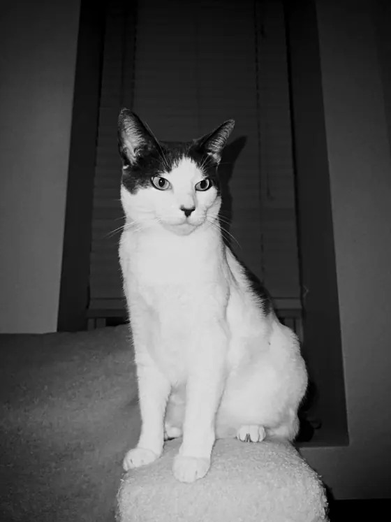 A cat at a window, shot with noir panchromatic