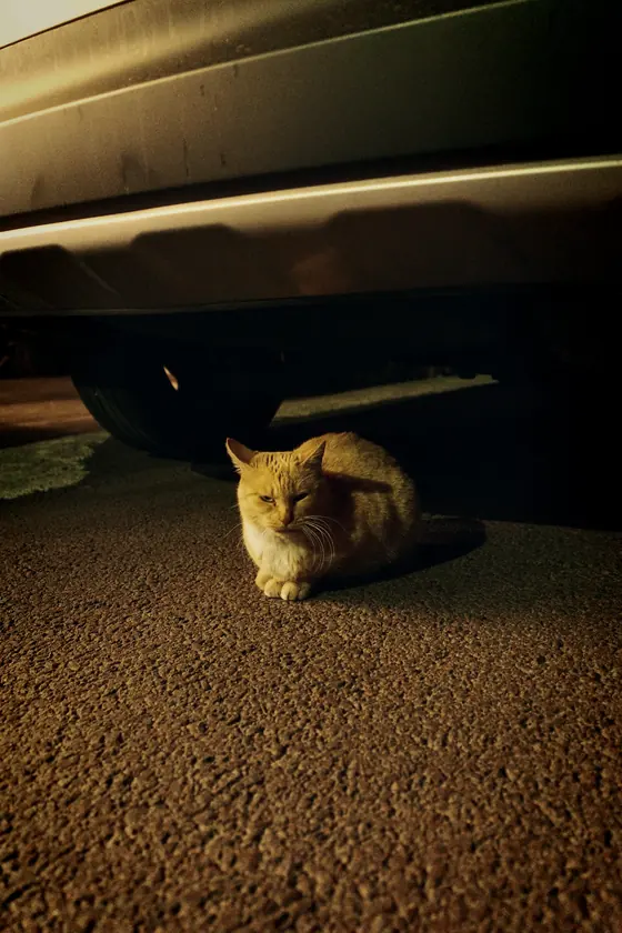 A ginger cat sitting under a car, shot with disposable snap 400